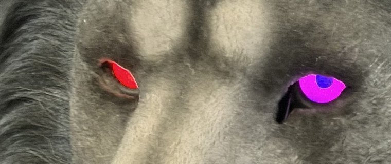 Past work: a gray lion head with its eyes lit, one red and one purple