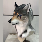 NOTCH — a one-of-one realistic wolf fursuit head by Fulu Fursuits in gray and white with blue eyes and three red marks under one eye