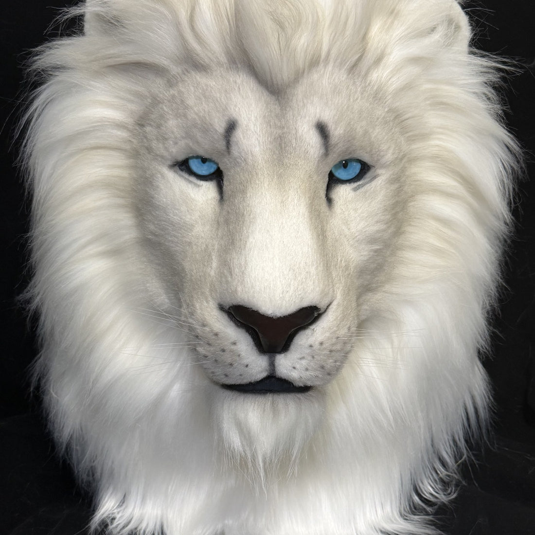 White lion