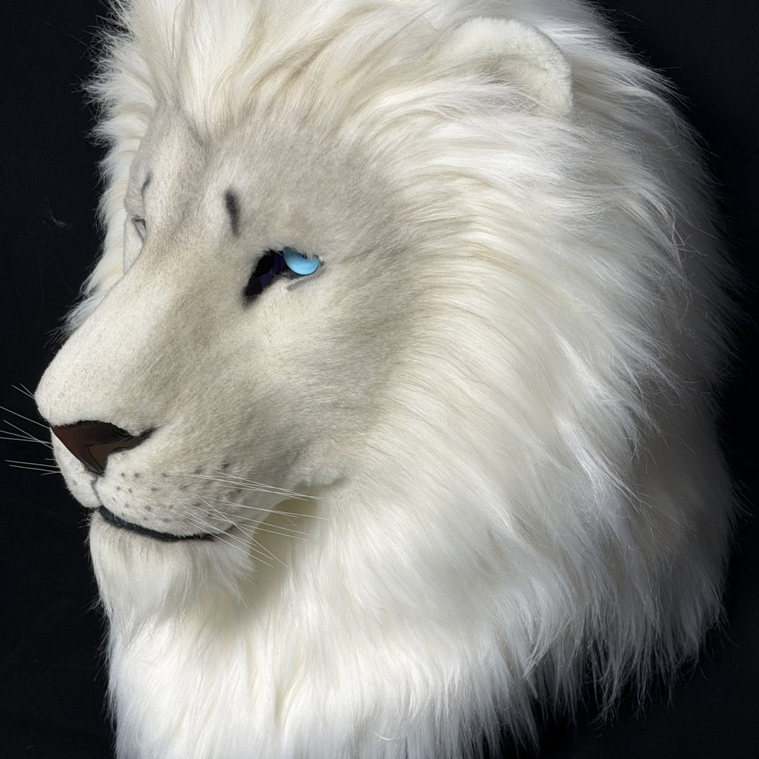 The same lion, in profile