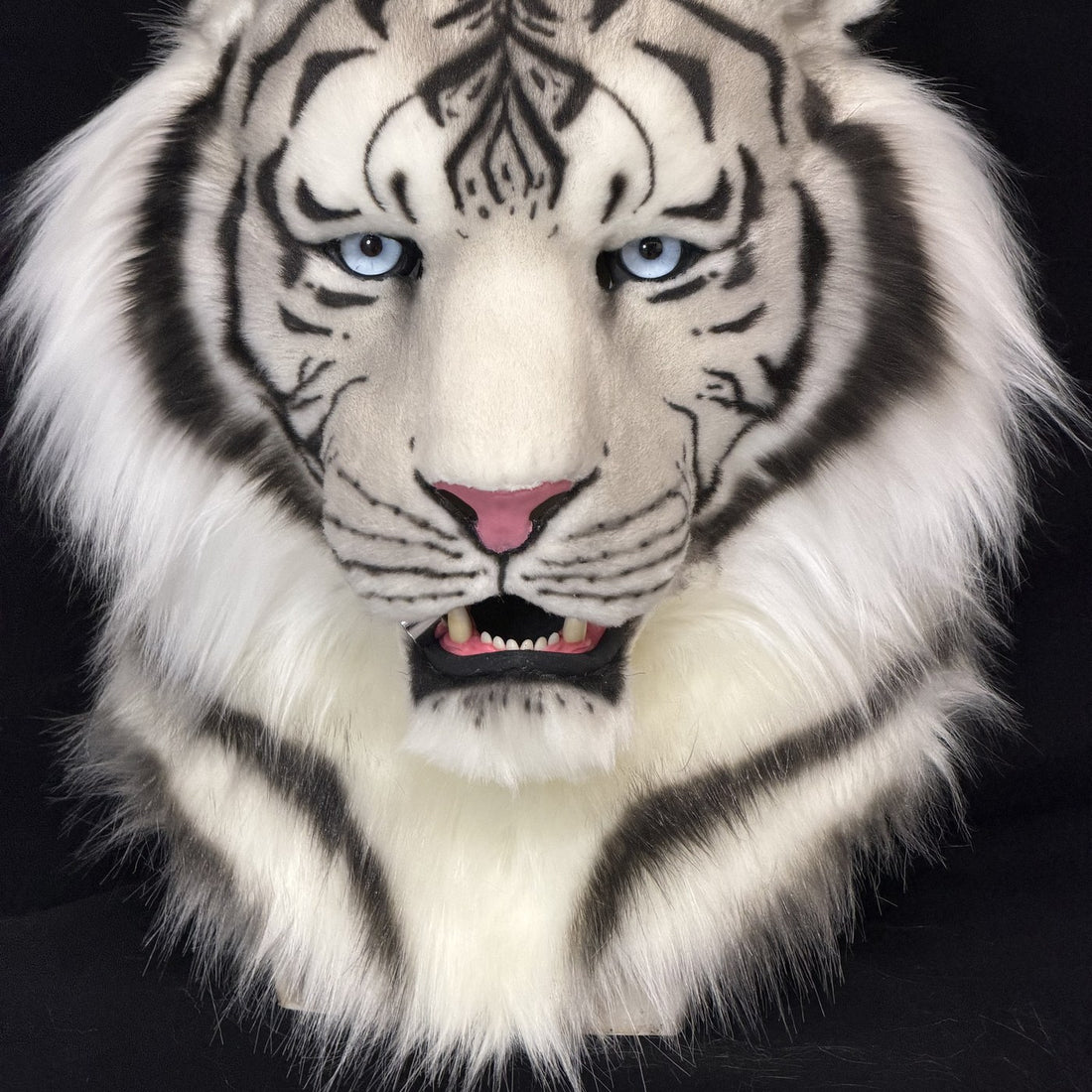 White tiger