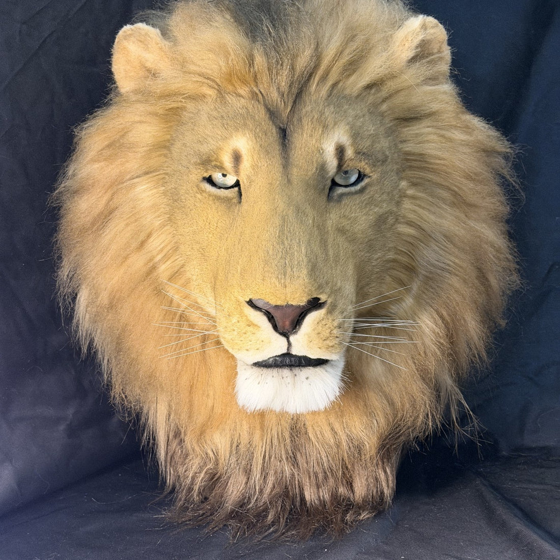 Golden lion