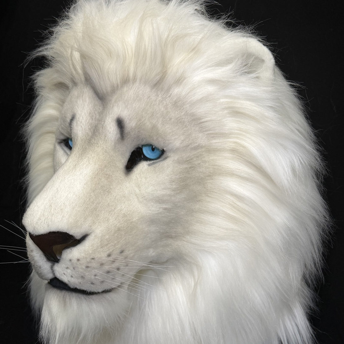 Muzzle and mane, side on