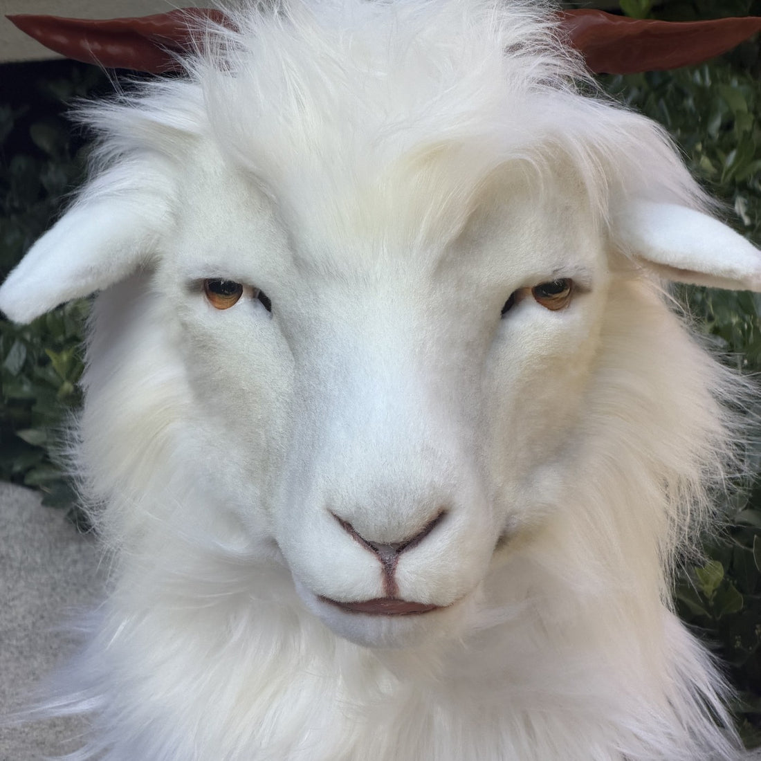 Goat, horns and fleece