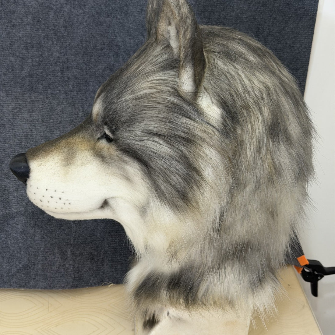 The long muzzle, in profile